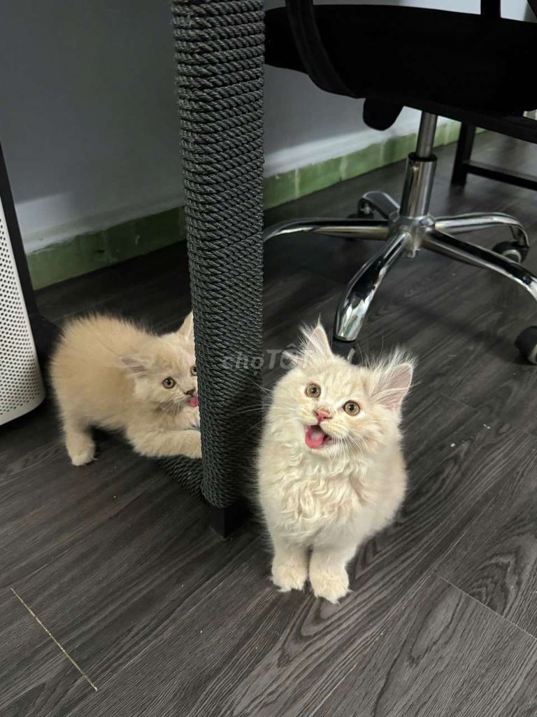 Mèo Anh lông dài ALD. Mua bán Mèo tại Quận 5 Tp Hồ Chí Minh được đăng bởi Anh Anh hình 1