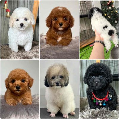 chó Poodle tiny toy - đủ màu trắng kem vàng mơ. Mua bán Chó tại Quận 4 Tp Hồ Chí Minh được đăng bởi Poodle Sài Gòn