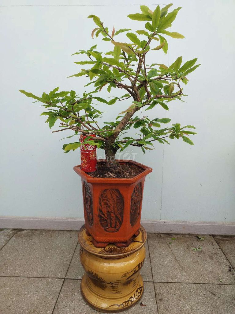 Chậu Mai bonsai H22 dáng thế đẹp tược đều khỏe