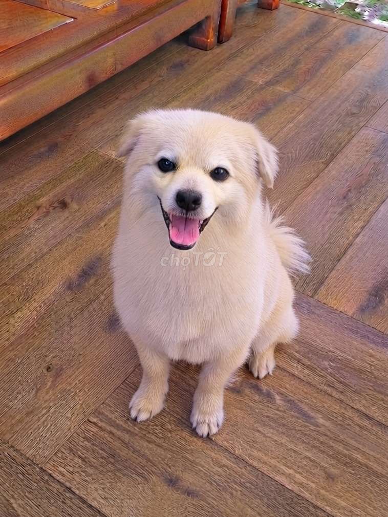 Chó Phốc Sóc Pomeranian F1 Vàng kem đã tiêm có sổ. Mua bán Chó tại Quận Tân Bình Tp Hồ Chí Minh được đăng bởi Thi Thi hình 1