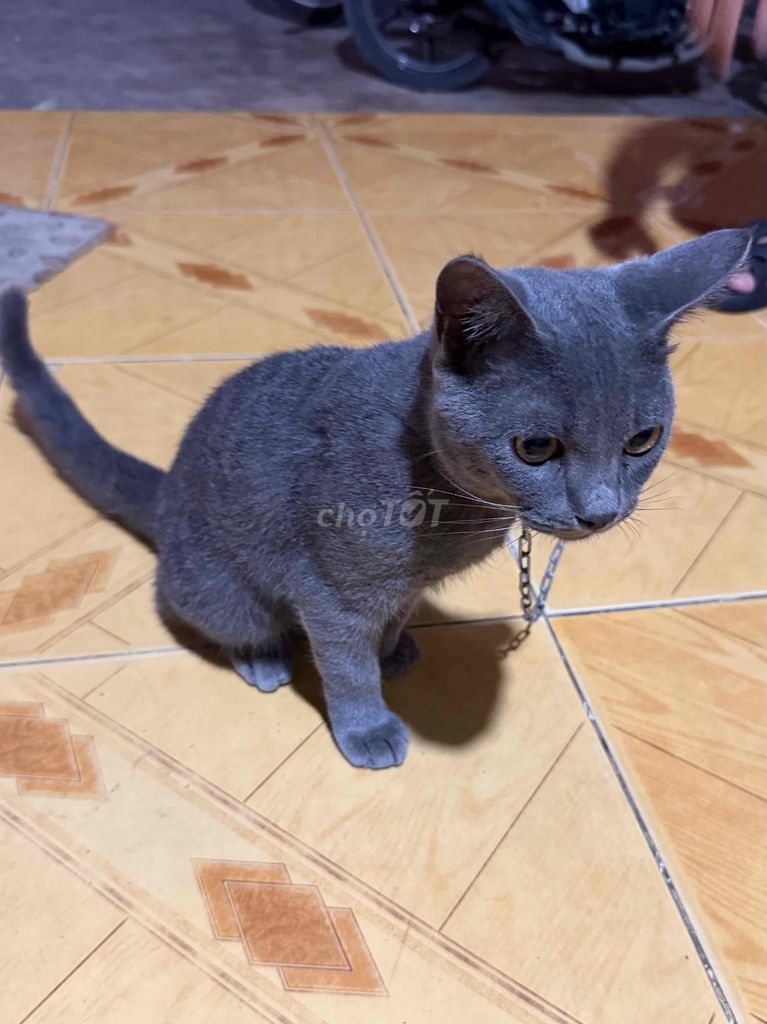 Mèo Anh lông ngắn. Mua bán Mèo tại Huyện Long Thành Đồng Nai được đăng bởi huynh trang hình 1