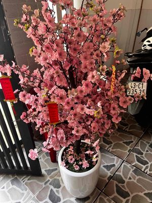 bán cây đào giả (gồm cả chậu và đế) cao 1m2. Mua bán Cây cảnh, đồ trang trí tại Quận Sơn Trà Đà Nẵng được đăng bởi sim du lịch quốc tế