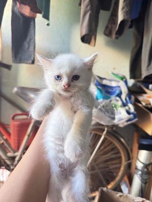 MÈO ANH LÔNG DÀI. Mua bán Mèo tại Thành phố Buôn Ma Thuột Đắk Lắk được đăng bởi TRẠI MÈO NHÀ SỮA