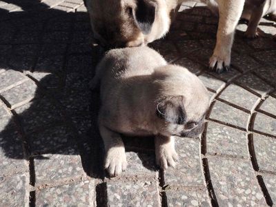 chó Pug