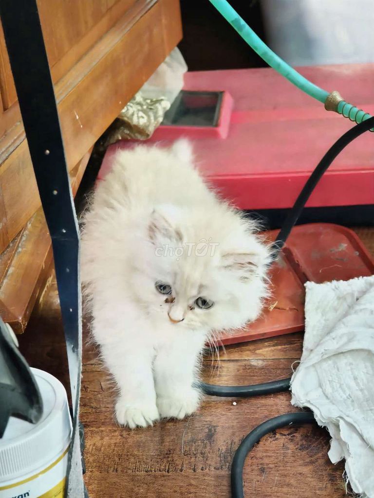 Mèo Anh lông dài 45 ngày tuổi. Mua bán Mèo tại Quận Bình Thạnh Tp Hồ Chí Minh được đăng bởi Thiên Vương hình 1