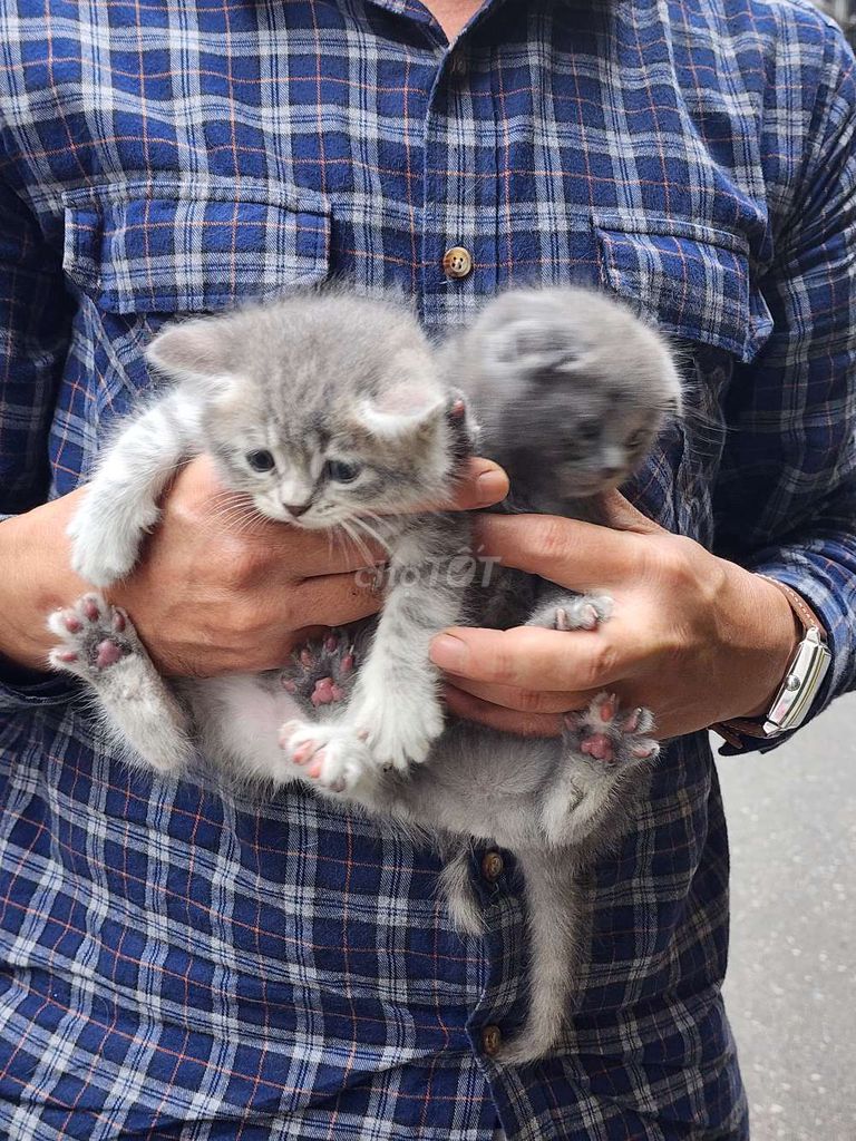 Mèo Anh lông ngắn tai cụp 1,5t tuổi .. Mua bán Mèo tại Quận Bắc Từ Liêm Hà Nội được đăng bởi andong138 hình 1