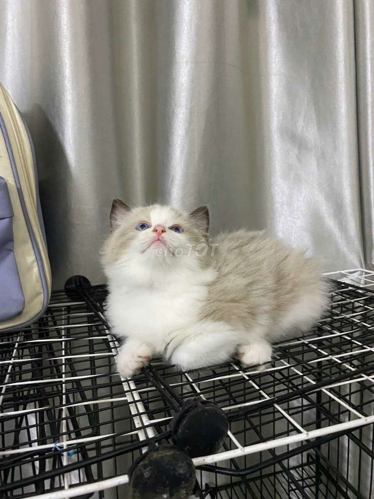 Ragdoll siêu xinh cá mềm