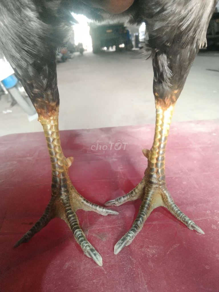 Gà chọi Đực Xanh bông. Mua bán Gà tại Thành phố Vĩnh Long Vĩnh Long được đăng bởi Quang Vinh hình 1
