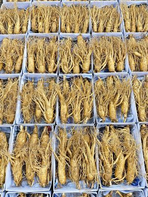 sâm tươi hàn quốc. Mua bán Đồ ăn, thực phẩm và các loại khác tại Huyện Thanh Trì Hà Nội được đăng bởi thu Huệ 