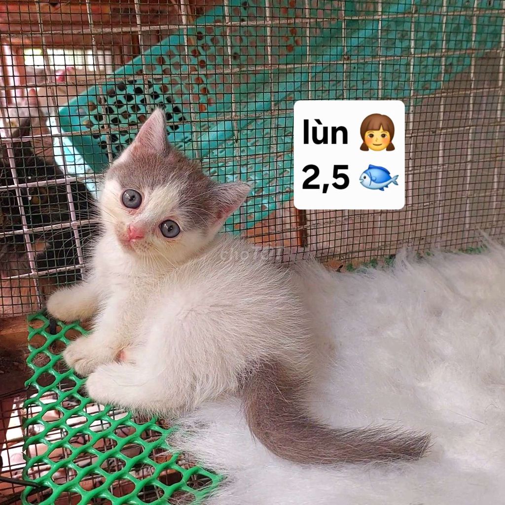 Mèo Anh chân lùn cái đã tiêm. Mua bán Mèo tại Quận Cái Răng Cần Thơ được đăng bởi kiều trang hình 1