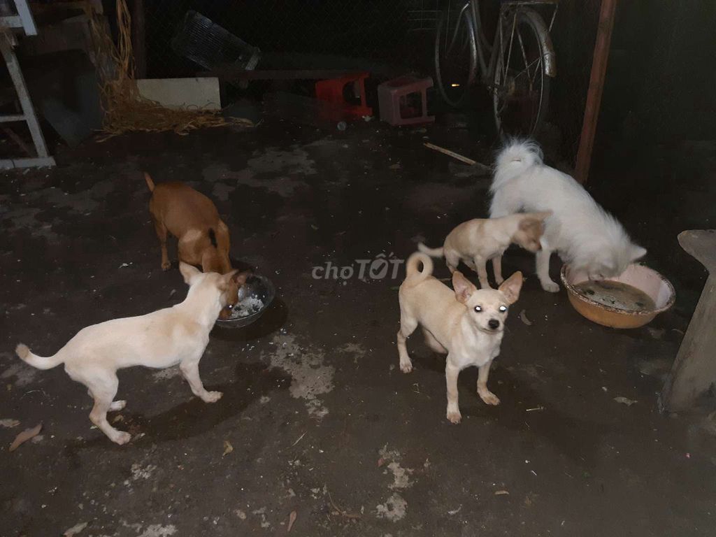 Bán đàn chó nhà nuôi. Mua bán Chó tại Huyện Thường Tín Hà Nội được đăng bởi A Dung hình 1