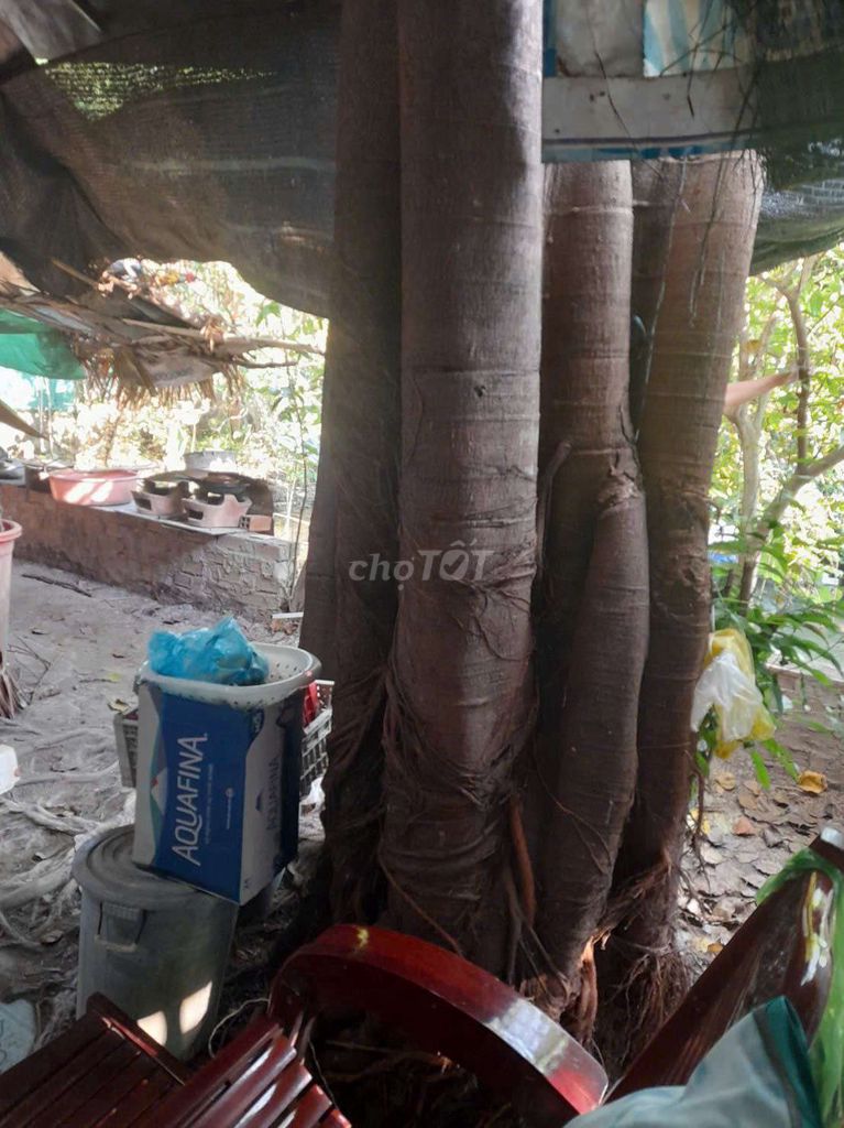 tặng 2 Cây thân gỗ bồ đề cạnh nhà. Mua bán Cây cảnh, đồ trang trí tại Quận Ninh Kiều Cần Thơ được đăng bởi ĐIỆN THOẠI GIÁ 300K hình 1