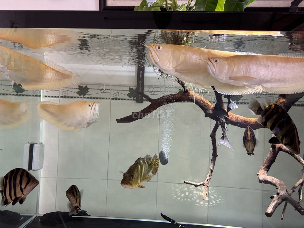 1cặp ngân abino 60cm