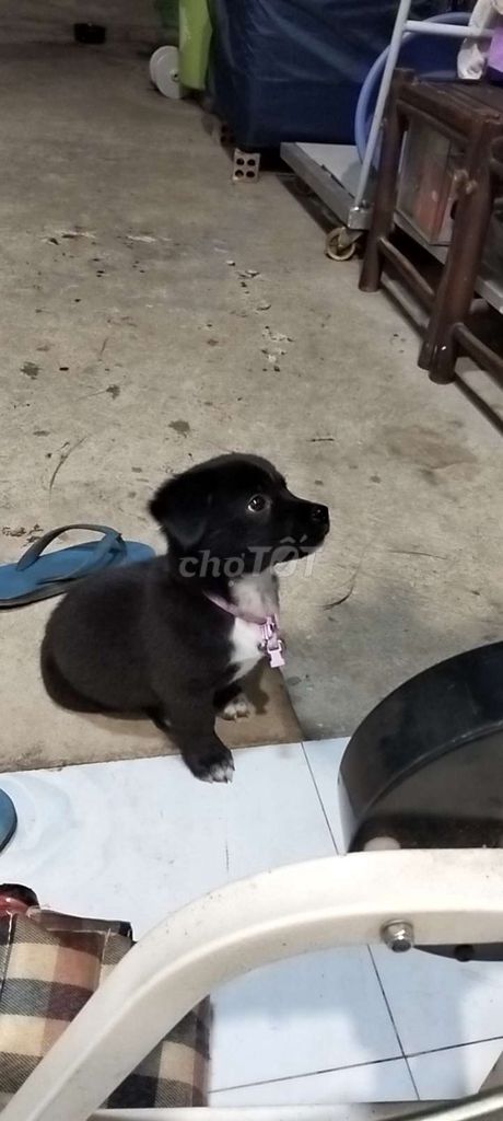 Bé cún mập ú chân lùng siêu đáng yeu. Mua bán Chó tại Thành phố Thủ Dầu Một Bình Dương được đăng bởi nguoi dua tin hình 1