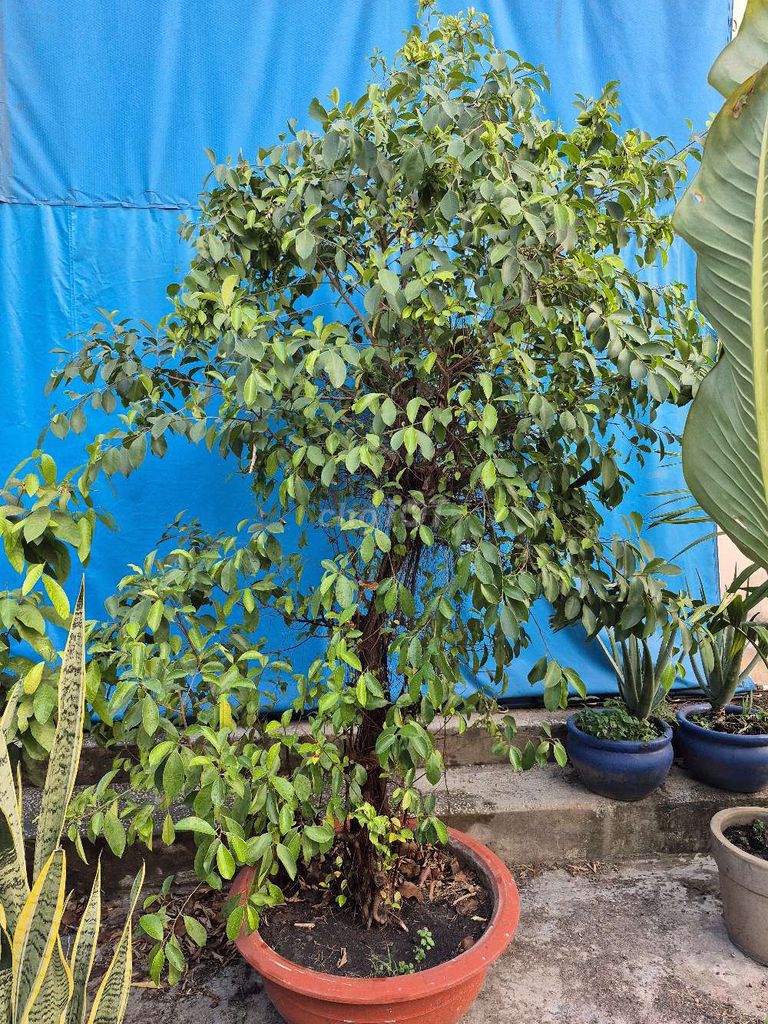 Cây si . Mua bán Cây cảnh, đồ trang trí tại Thành phố Thủ Dầu Một Bình Dương được đăng bởi Nguyễn Mạnh Phát hình 1