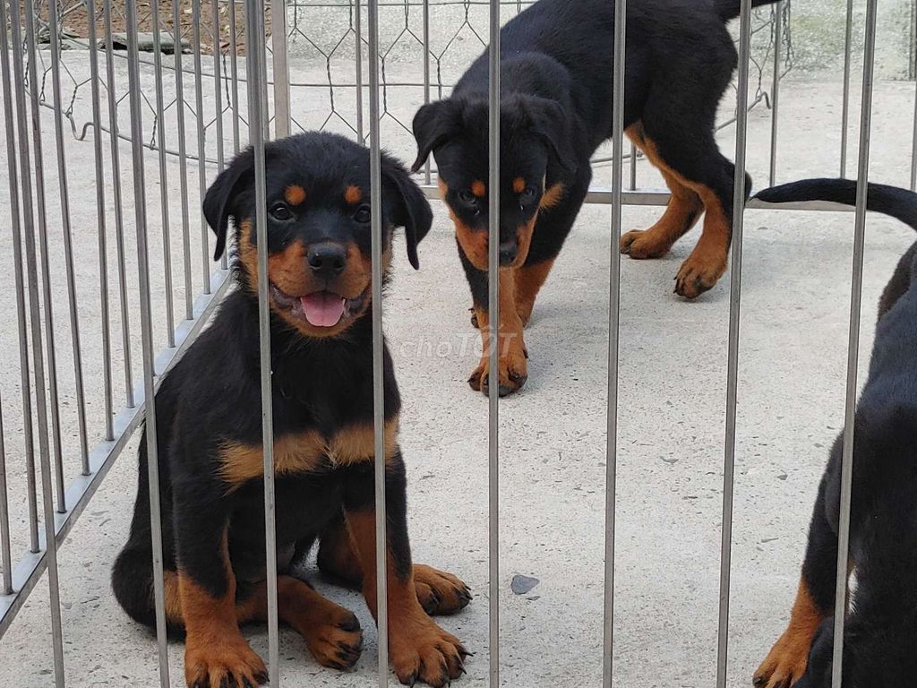 Chó Rottweiler Đen vàng đã tiêm. Mua bán Chó tại Thành phố Biên Hòa Đồng Nai được đăng bởi Nhân Rottweiler  hình 1