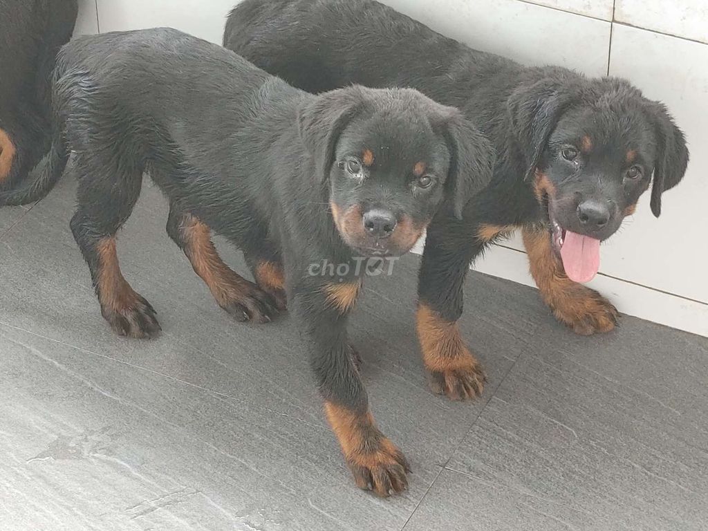 Rottweiler.Thuần.Q12. Mua bán Chó tại Quận 12 Tp Hồ Chí Minh được đăng bởi Nhân Rottweiler  hình 3