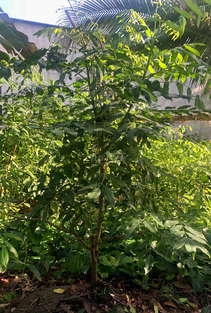 Cóc thái. Mua bán Cây cảnh, đồ trang trí tại Quận Bình Thuỷ Cần Thơ được đăng bởi Kún Con hình 1