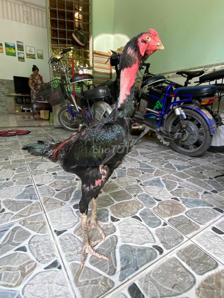 Gà đòn Ô ớt. Mua bán Gà tại Quận Gò Vấp Tp Hồ Chí Minh được đăng bởi Quang hình 1