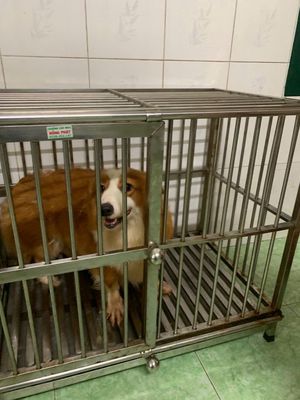 Corgi Lông Dài 15 tháng Cái tơ + tặng chuồng Inox. Mua bán Chó tại Quận 8 Tp Hồ Chí Minh được đăng bởi SƠN