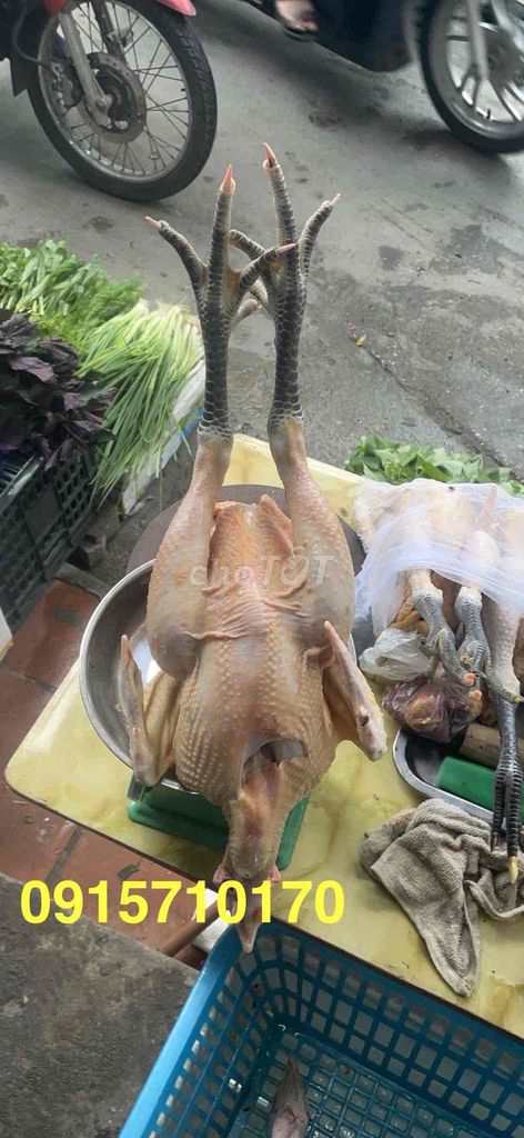 Bán sỉ và lẻ gà đồi Yên Thế chuẩn xịn 100%.. Mua bán Đồ ăn, thực phẩm và các loại khác tại Quận Bắc Từ Liêm Hà Nội được đăng bởi Hoàng Thuý hình 3