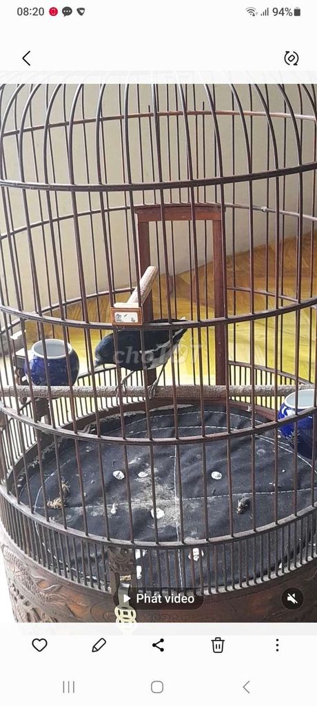 chim chích chòe . Mua bán Chim tại Thành phố Cao Lãnh Đồng Tháp được đăng bởi  Tuấn hình 1