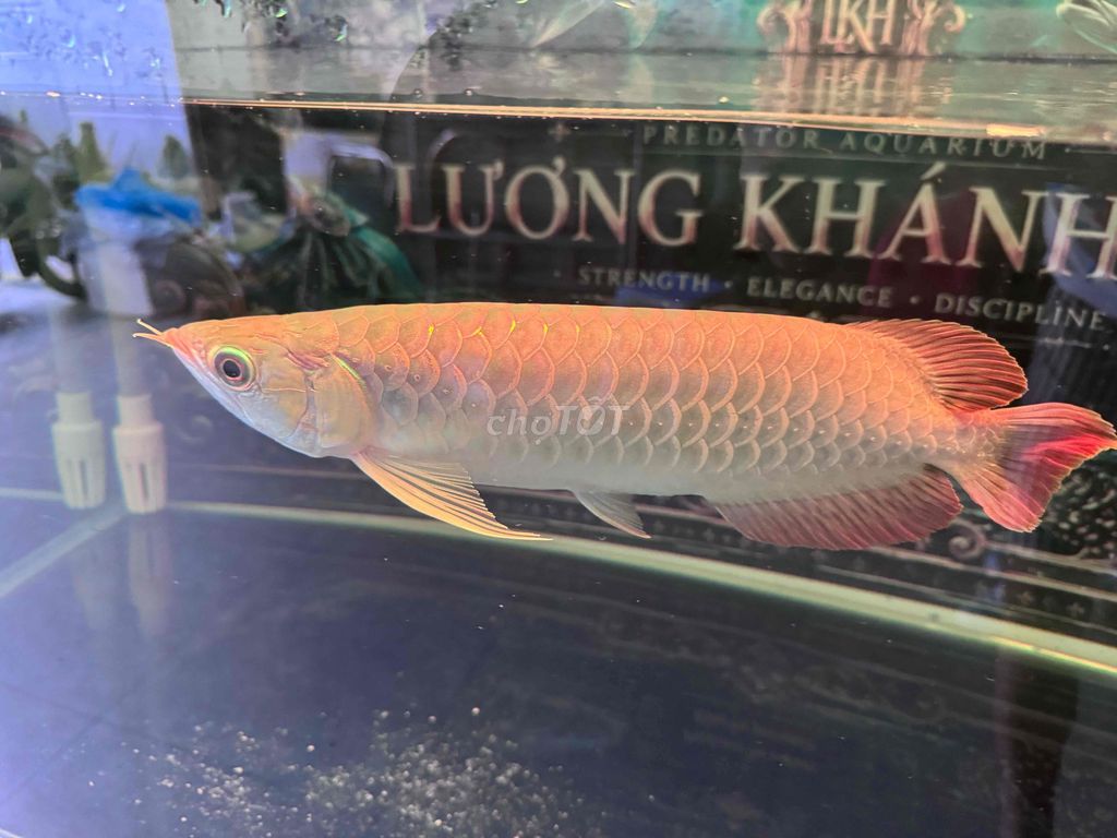 huyết long. Mua bán Thú cưng khác tại Thành phố Vĩnh Long Vĩnh Long được đăng bởi huyle hình 1