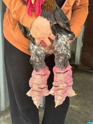 Gà 4,8kg đến 5kg chân như lon bia ❤❤❤. Mua bán Gà tại Thành phố Thủ Đức Tp Hồ Chí Minh được đăng bởi chuyên cung cấp gà đông tảo thuần chủng 