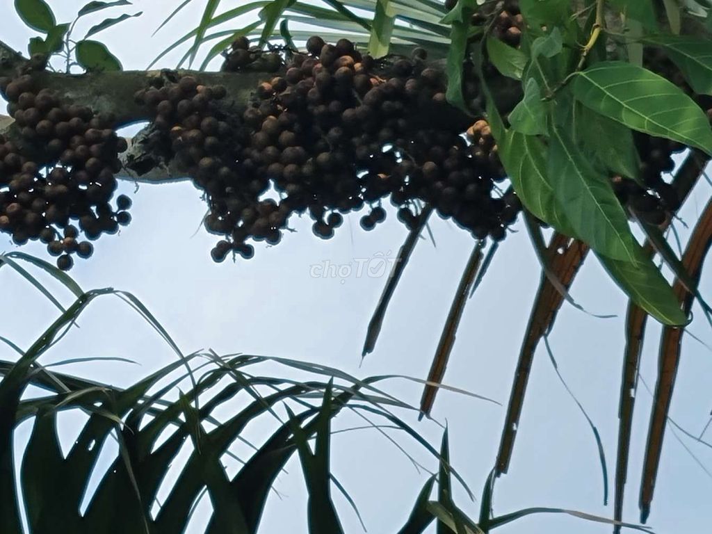 Cây sung cổ thụ. Mua bán Cây cảnh, đồ trang trí tại Thành phố Vĩnh Long Vĩnh Long được đăng bởi Hau hình 1