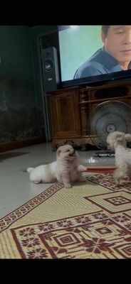 phốc sóc nhà trồng được bao đẹp. Mua bán Chó tại Quận Hai Bà Trưng Hà Nội được đăng bởi Nam nguyễn