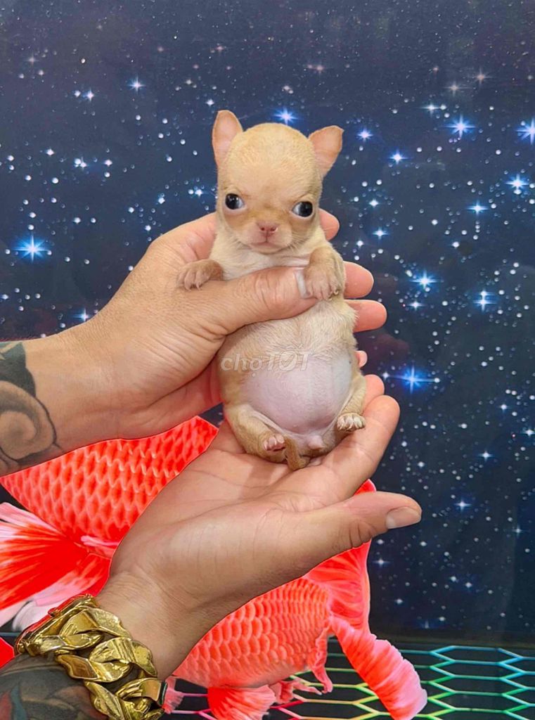 Chó Chihuahua Teacup. Mua bán Chó tại Quận Bình Tân Tp Hồ Chí Minh được đăng bởi Kyn hình 1