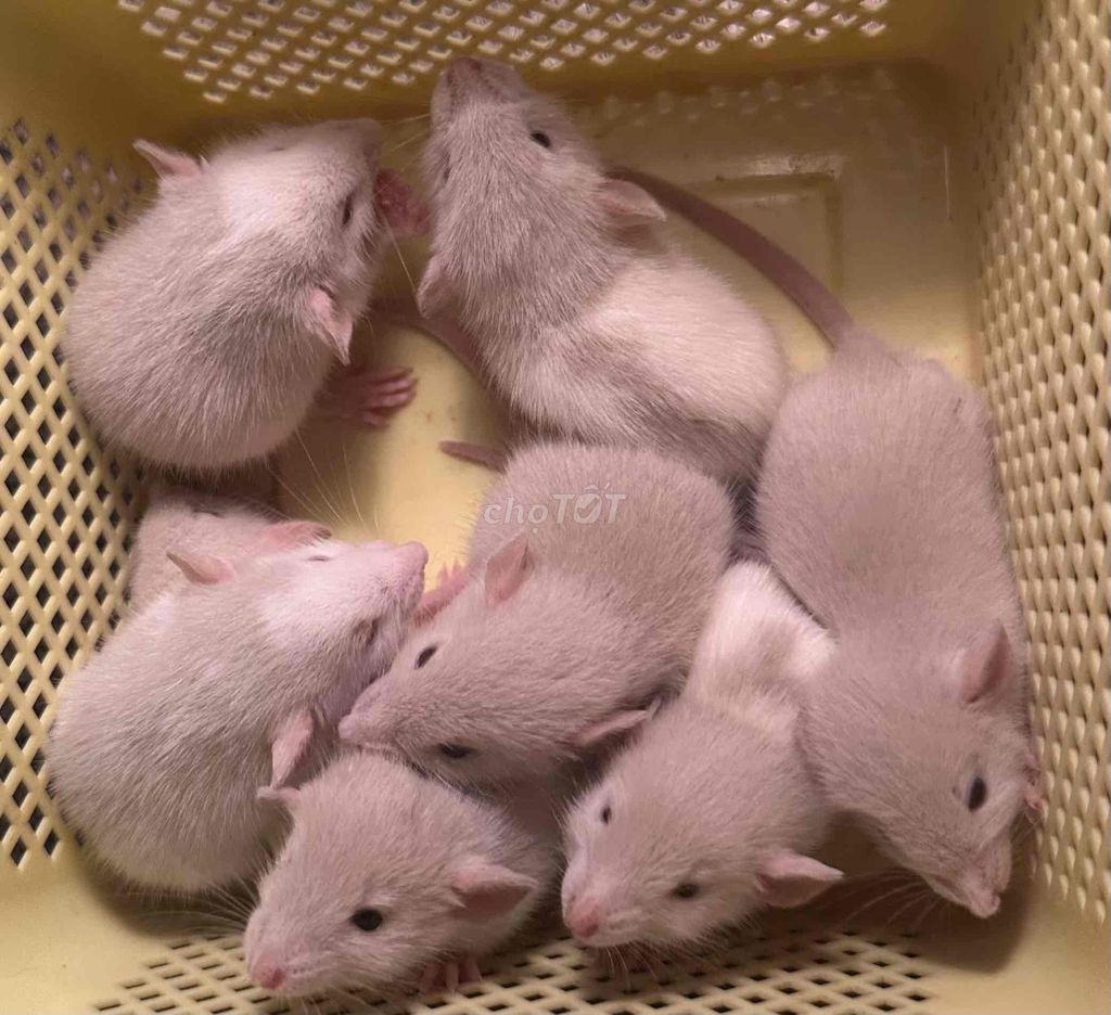 Chuột Rat Trắng xám. Mua bán Thú cưng khác tại Quận Hai Bà Trưng Hà Nội được đăng bởi Mai Yến Nguyễn hình 1
