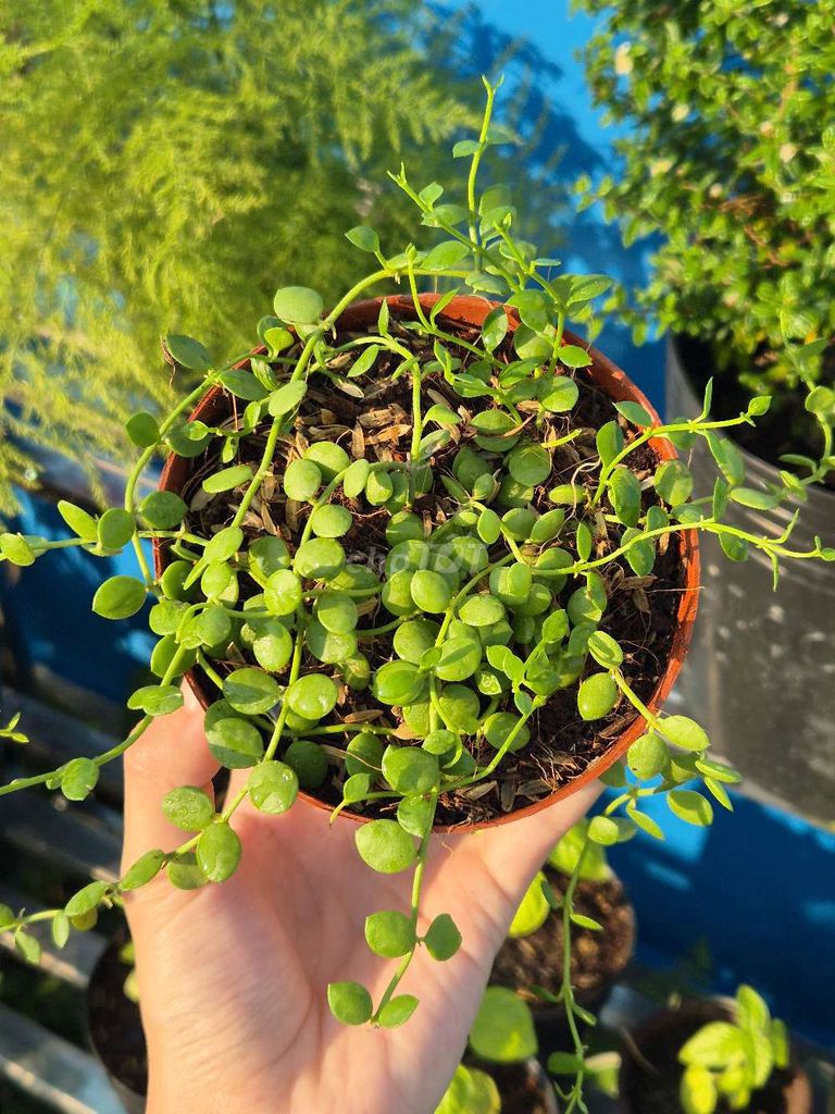 Cây chuỗi cúc áo (lan hạt ngọc). Mua bán Cây cảnh, đồ trang trí tại Quận 3 Tp Hồ Chí Minh được đăng bởi Khánh Dương hình 1