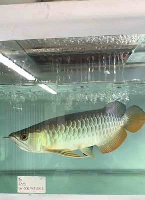 Cá Rồng Kim Long Hồng Vỹ size 30cm cá chuẩn. Mua bán Thú cưng khác tại Quận 8 Tp Hồ Chí Minh được đăng bởi Tuấn Anh Cá Kiểng Online