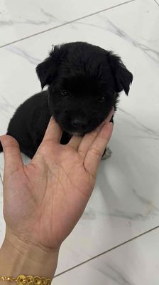 Chó lai poodle con màu Đen