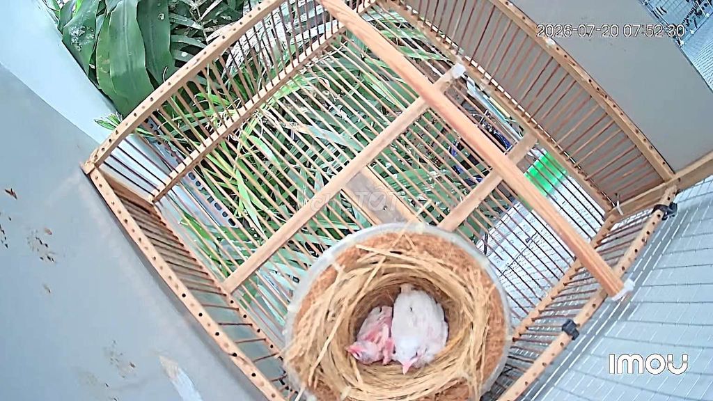 Cặp bạch tinh non. Mua bán Chim tại Quận Cẩm Lệ Đà Nẵng được đăng bởi Chào mào Đà Nẵng hình 1