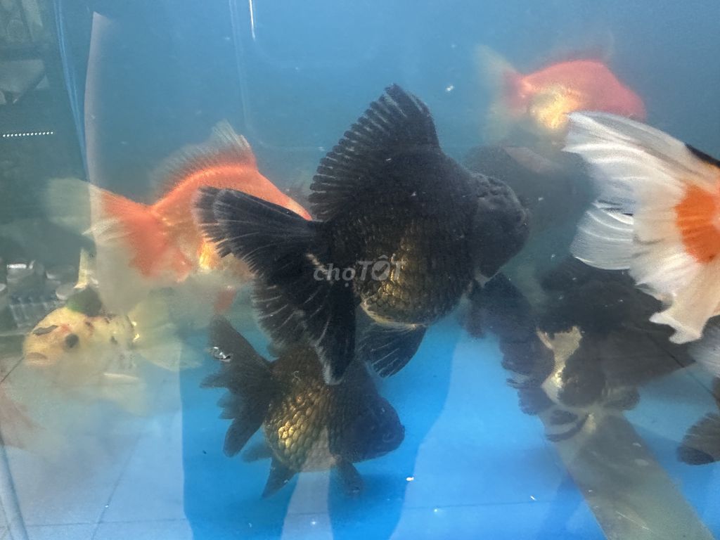 Cá Oranda 3,5 ngón đủ màu-150k