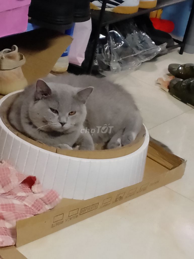 Mèo aln xanh xám thuần chủng, 10 tháng tuổi