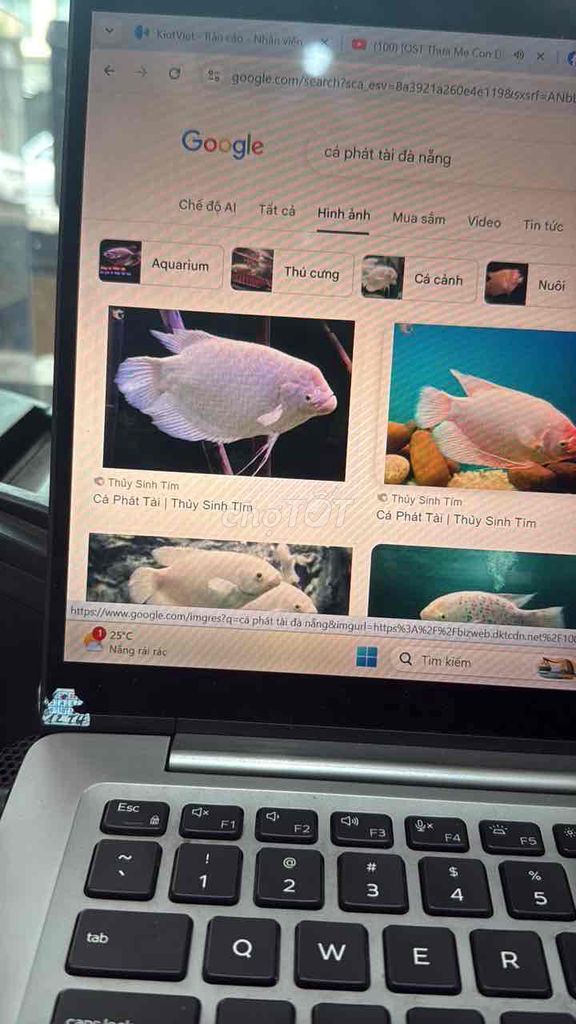 Tìm Cá Phát Tài lớn. Mua bán Thú cưng khác tại Quận Hải Châu Đà Nẵng được đăng bởi dun dun hình 1