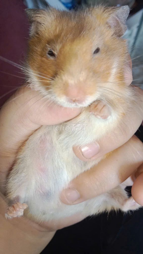 bán hamster bear mua nhiều giảm