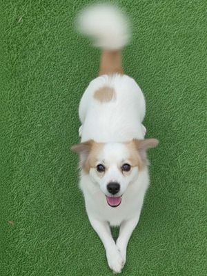 Phốc Sóc đực Bạch Cẩu Hoàng Đầu Thân Bối Nguyệt