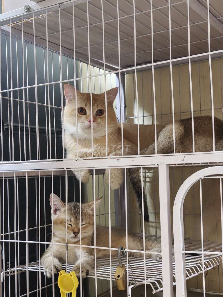Mèo Golden lai ALN đực 4 tháng Vàng. Mua bán Mèo tại Quận Nam Từ Liêm Hà Nội được đăng bởi Hoàng hình 1