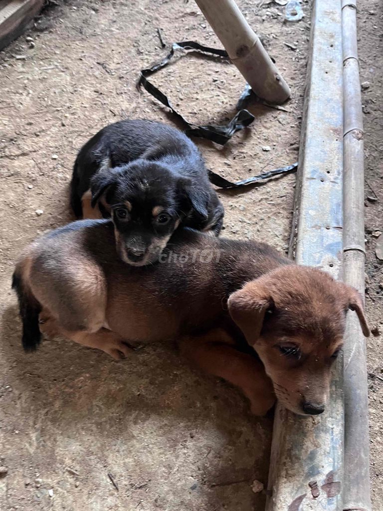 Chó Phú Quốc Nâu Đen. Mua bán Chó tại Huyện Vĩnh Cửu Đồng Nai được đăng bởi Đại Hoàng hình 1