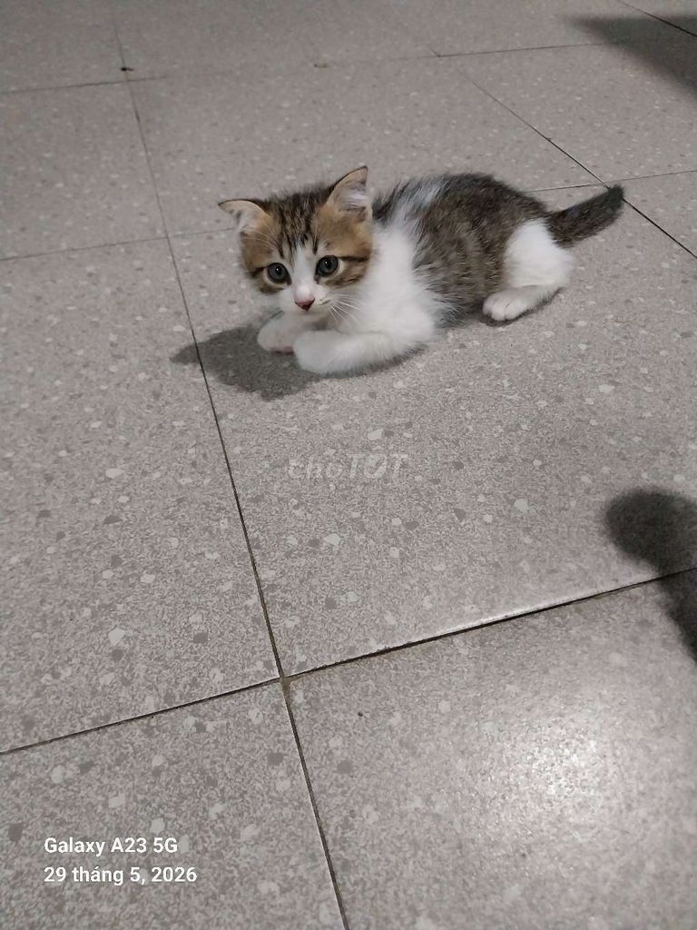 ĐỂ LẠI CHO NGƯỜI YÊU THƯƠNG BÉ... Mua bán Mèo tại Quận Hải Châu Đà Nẵng được đăng bởi Tiến Quân hình 1