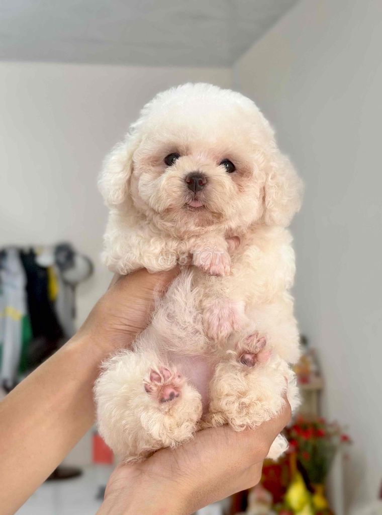 Chó Poodle Cái Trắng chân lùn mõm ngắn. Mua bán Chó tại Thành phố Bến Tre Bến Tre được đăng bởi Mì Mì House  hình 1