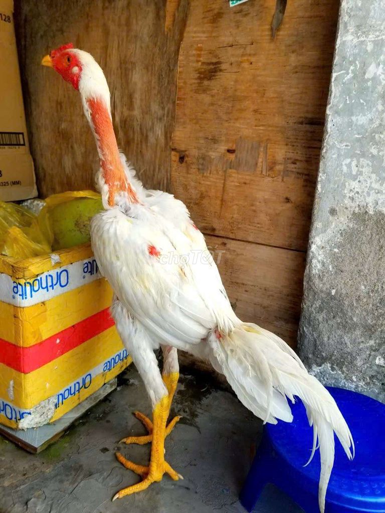 đòn nhạn tơ cực nét.. Mua bán Gà tại Quận 12 Tp Hồ Chí Minh được đăng bởi minh hình 1