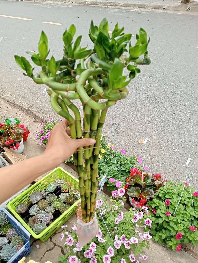 Bộ phát tài xoắn loại 75cm