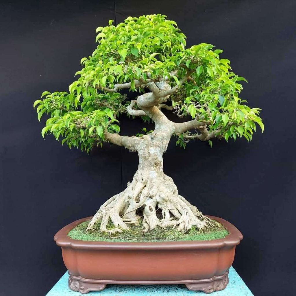 Cây sanh cao 97cm đọt đỏ già