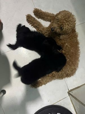 Chó cỏ màu đen 1 tuổi. Mua bán Chó tại Quận Ngũ Hành Sơn Đà Nẵng được đăng bởi Tâm Nguyễn Trường