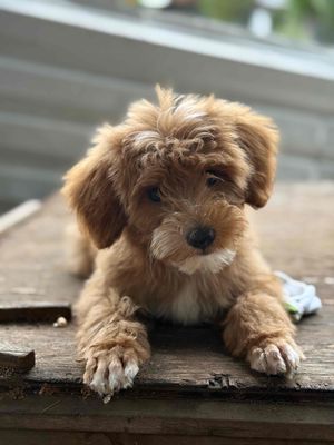 bán chó tặng full phụ kiện. Mua bán Chó tại Quận Liên Chiểu Đà Nẵng được đăng bởi Trần Quốc